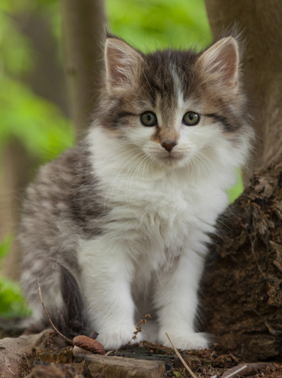 Magda - 7 weeks old