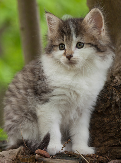 Magda - 7 weeks old
