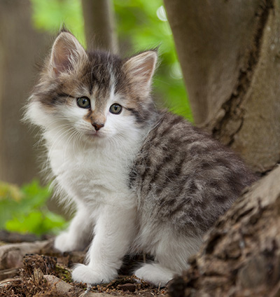 Magda - 7 weeks old