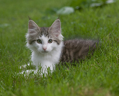 Magnus - 13 weeks old