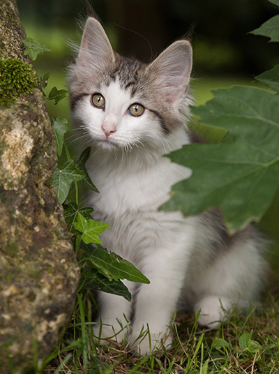 Magnus - 13 weeks old