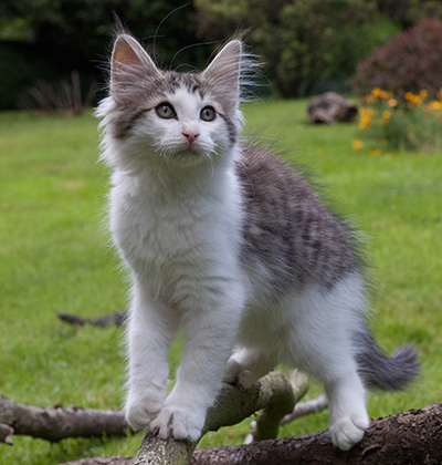 Magnus - 13 weeks old