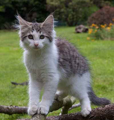 Magnus - 13 weeks old