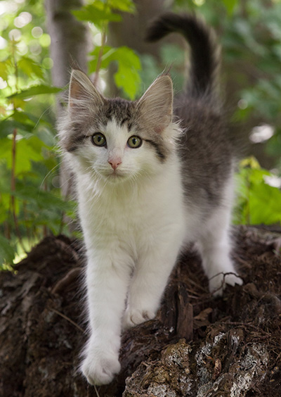 Magnus - 13 weeks old