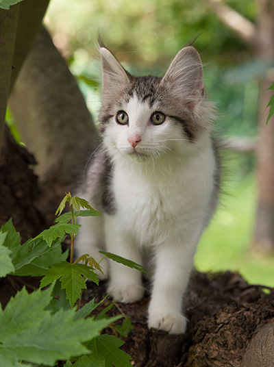 Magnus - 13 weeks old