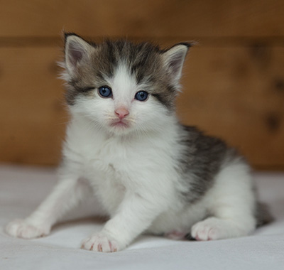 Magnus - 3 weeks old