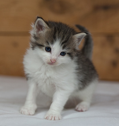 Magnus - 3 weeks old
