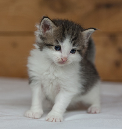 Magnus - 3 weeks old