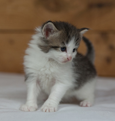 Magnus - 3 weeks old