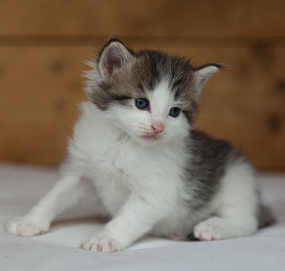 Magnus - 3 weeks old