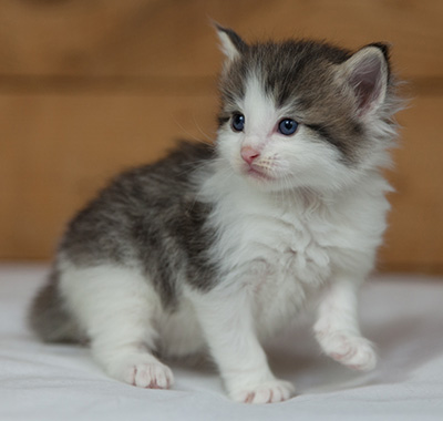 Magnus - 3 weeks old