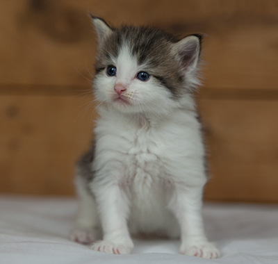 Magnus - 3 weeks old