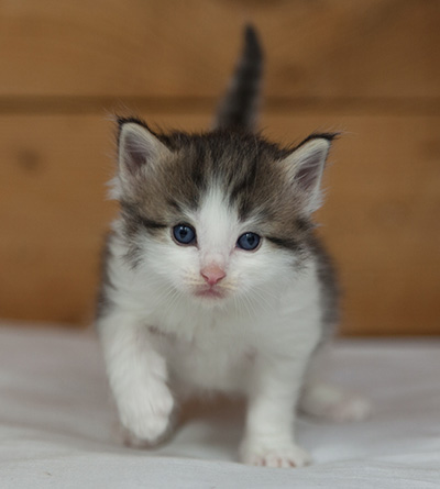 Magnus - 3 weeks old