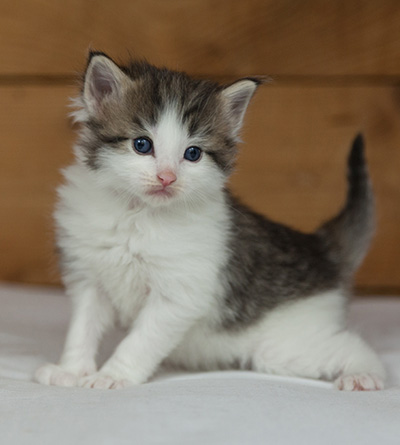 Magnus - 3 weeks old