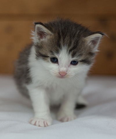 Magnus - 3 weeks old