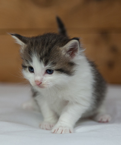 Magnus - 3 weeks old