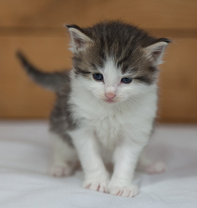 Magnus - 3 weeks old