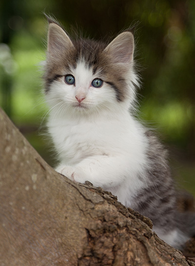 Magnus - 7 weeks old