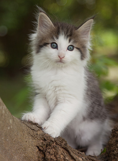 Magnus - 7 weeks old