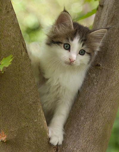 Magnus - 7 weeks old