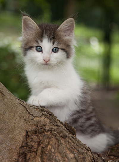 Magnus - 7 weeks old