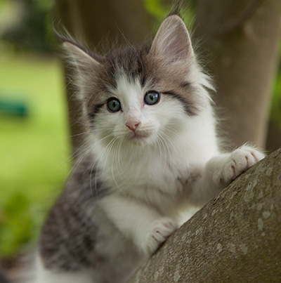 Magnus - 7 weeks old