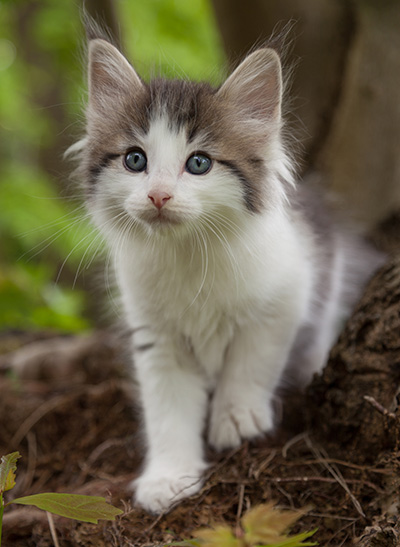 Magnus - 7 weeks old