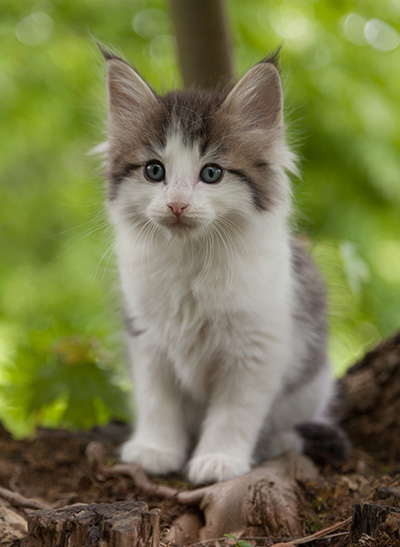 Magnus - 7 weeks old