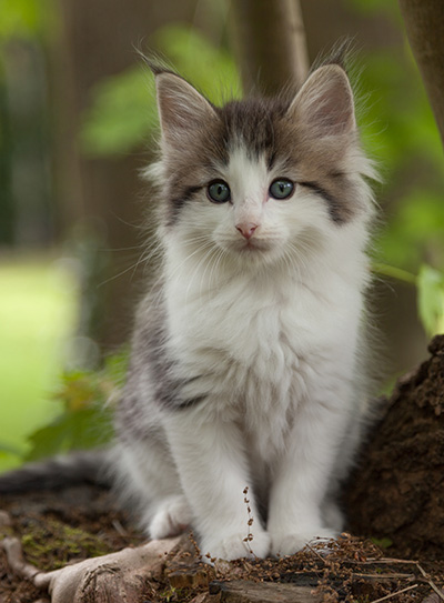 Magnus - 7 weeks old