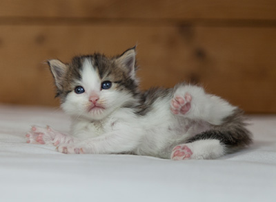 Maïa - 3 weeks old