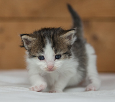 Maïa - 3 weeks old