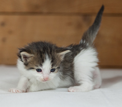 Maïa - 3 weeks old