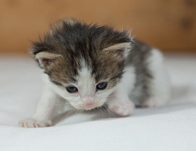 Maïa - 3 weeks old