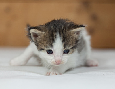 Maïa - 3 weeks old