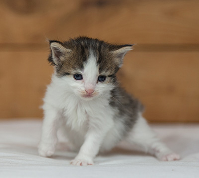 Maïa - 3 weeks old
