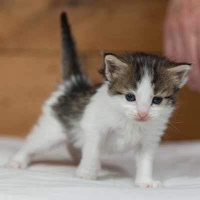 Maïa - 3 weeks old