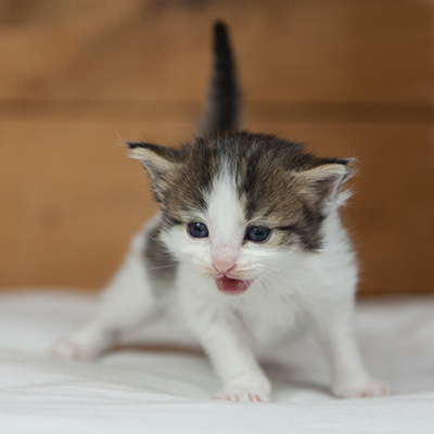 Maïa - 3 weeks old