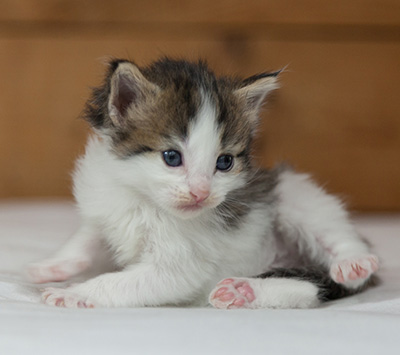 Maïa - 3 weeks old