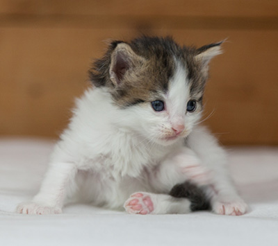 Maïa - 3 weeks old
