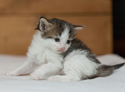 Maïa - 3 weeks old