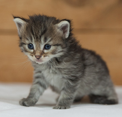 Marjukka - 3 weeks old
