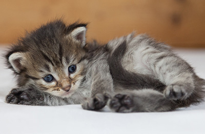 Marjukka - 3 weeks old