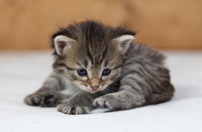 Marjukka - 3 weeks old