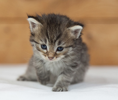 Marjukka - 3 weeks old