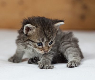 Marjukka - 3 weeks old