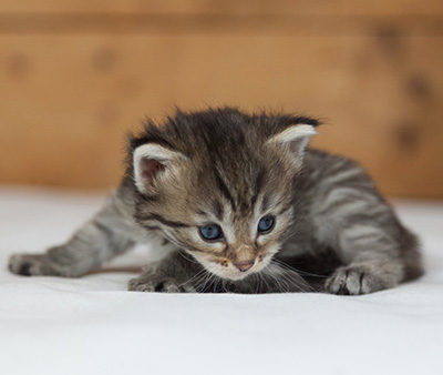 Marjukka - 3 weeks old