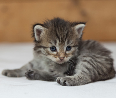 Marjukka - 3 weeks old