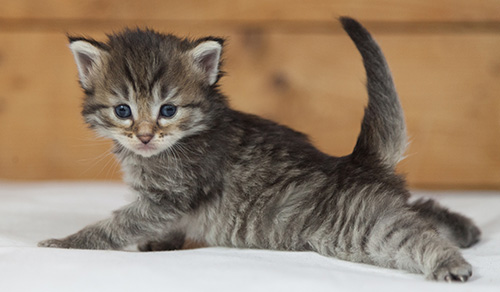 Marjukka - 3 weeks old