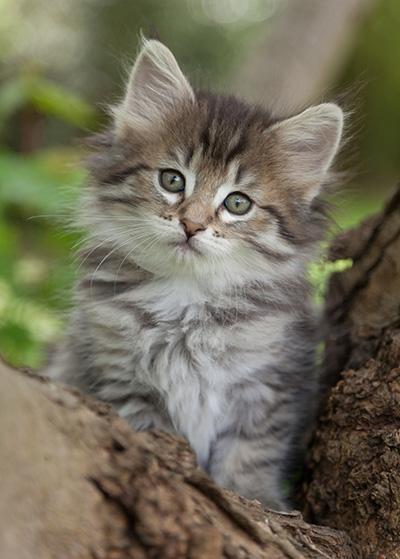 Marjukka - 7 weeks old