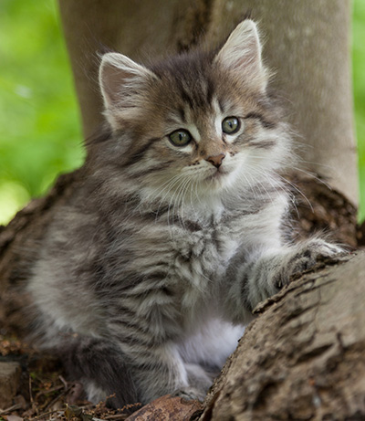 Marjukka - 7 weeks old